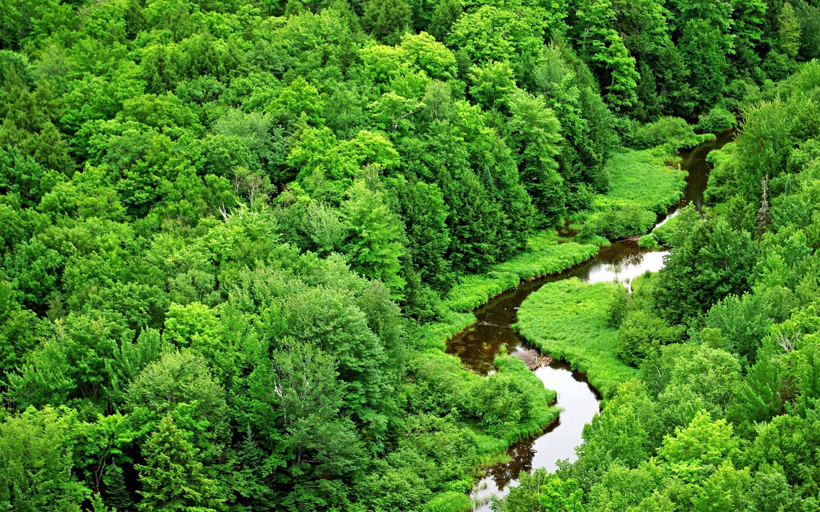 Green-Forest-And-River-Wallpaper.