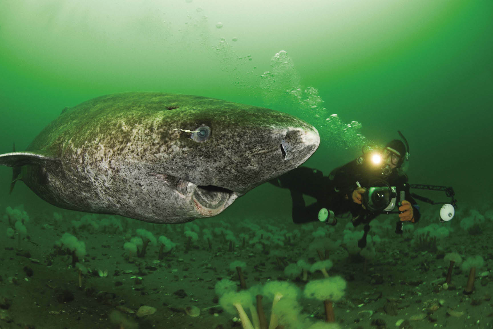 greenland-shark_500_years_old.