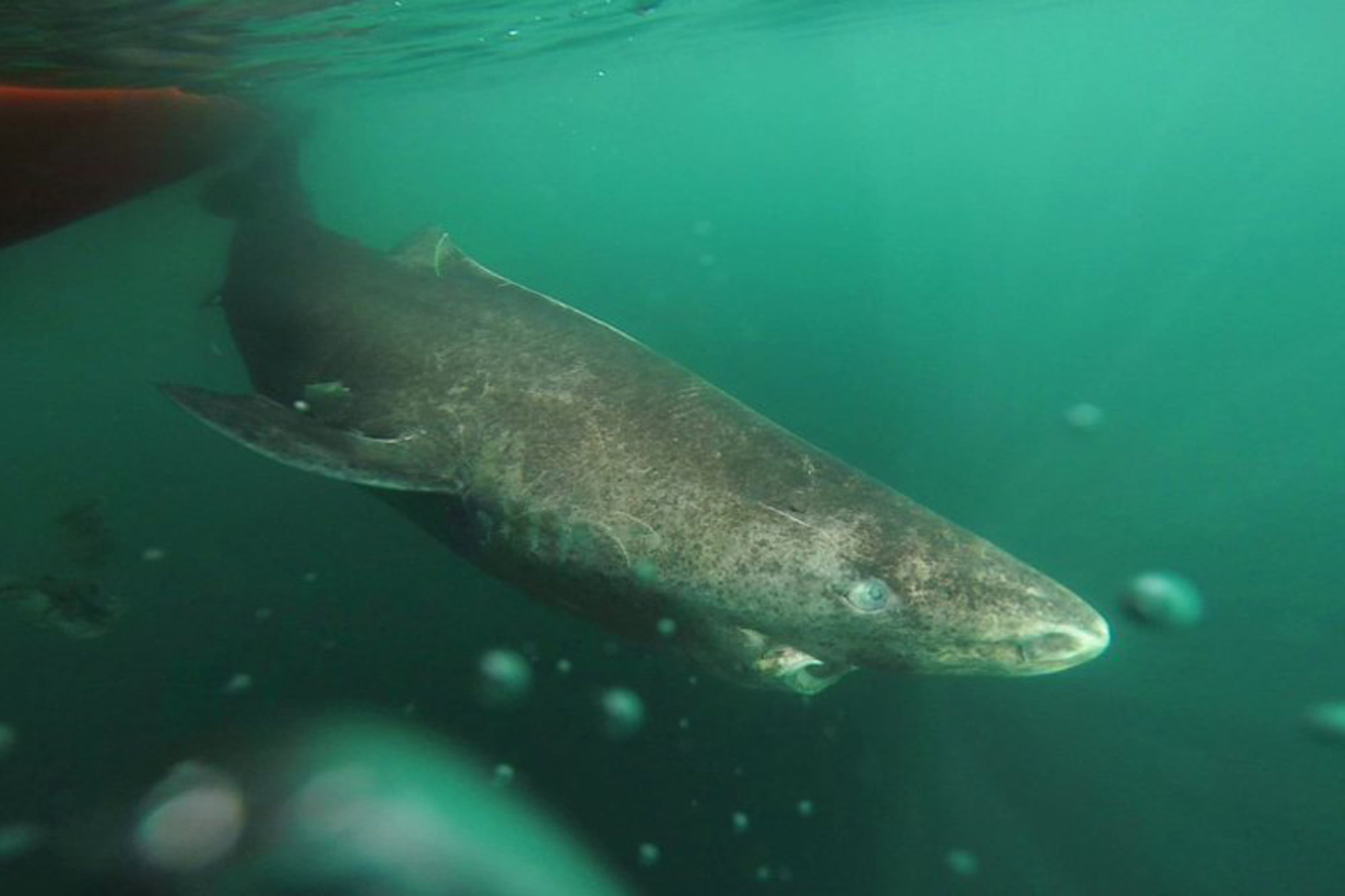 greenland-shark_500_years_old_2.