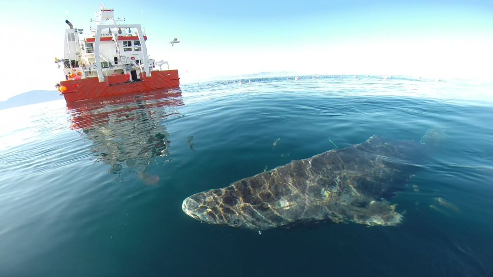 greenland-shark_500_years_old_3.