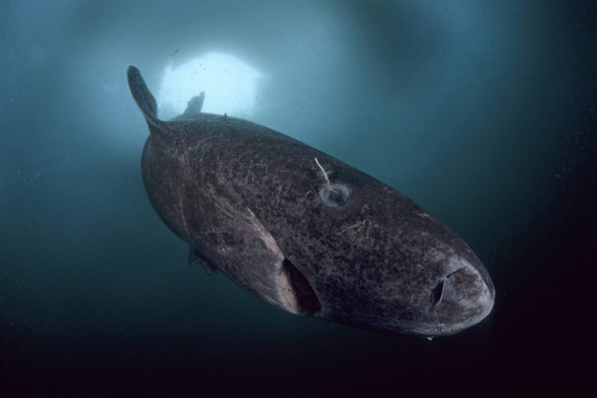 greenland-shark_500_years_old_5.