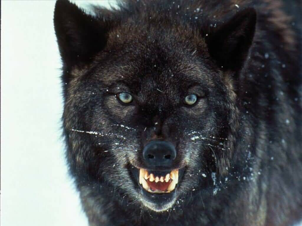 growling_and_angry-(1024x768)ab.