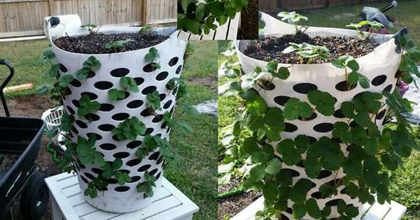 hamperholegardening.