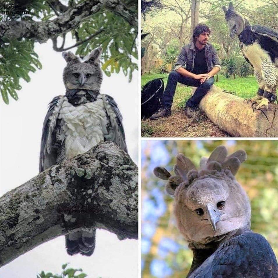 harpyeagle.