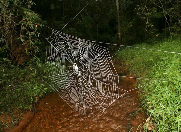 huge-spider-webs-crossing-river_26175_600x450.