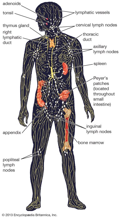 human-lymphatic-system-organs-vessels.