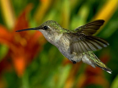 Hummingbird.