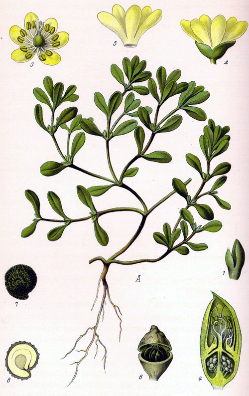 Illustration_Portulaca_oleracea0.