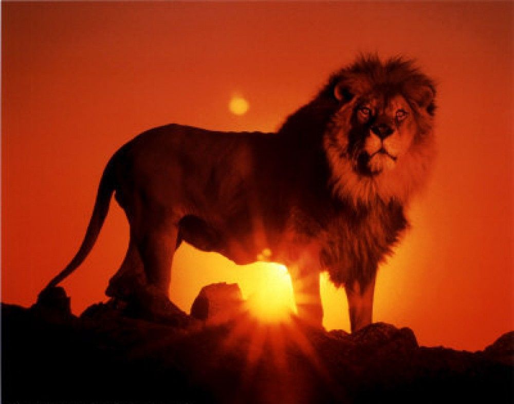 Lion sun.