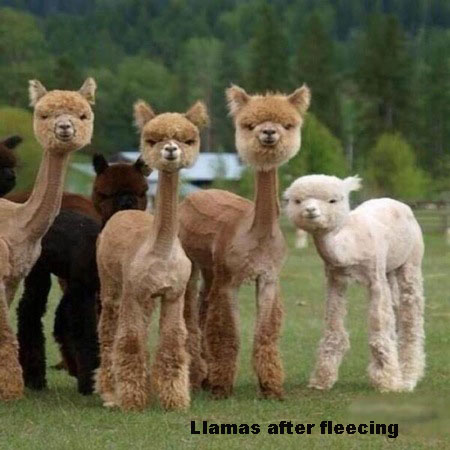 llamas_after_fleecing_w_text.