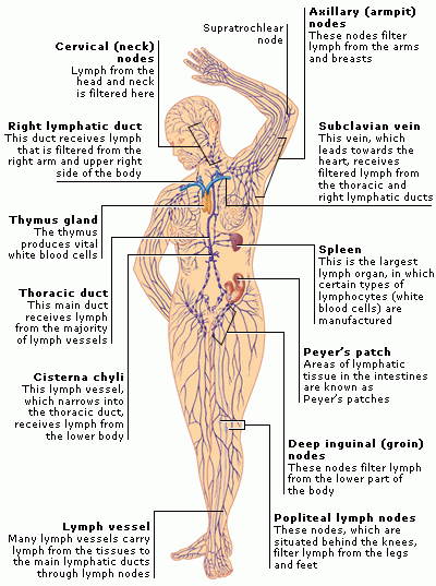 Lymph%20system%2C%20journal%20of%20wild%20culture%2C%20%C2%A92018.