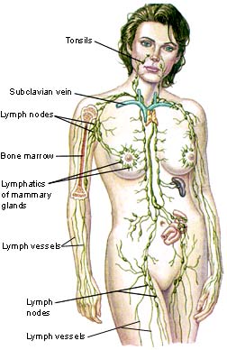 Lymph-image.