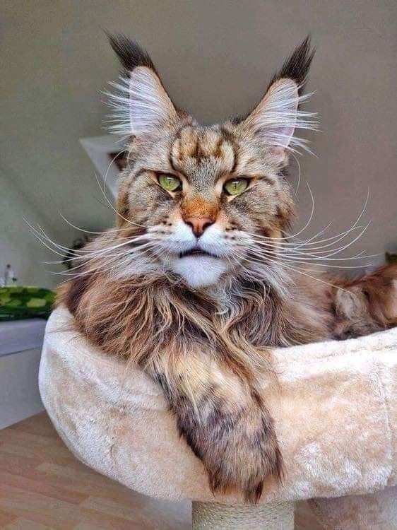 mainecooncat.