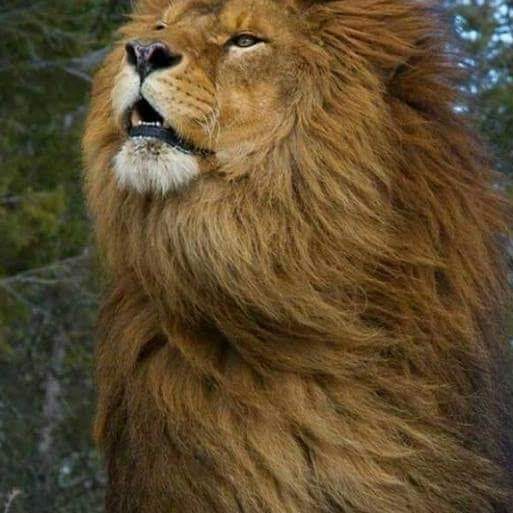 mhlion.