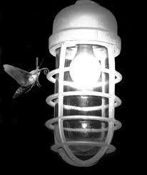 moth_anf_light.