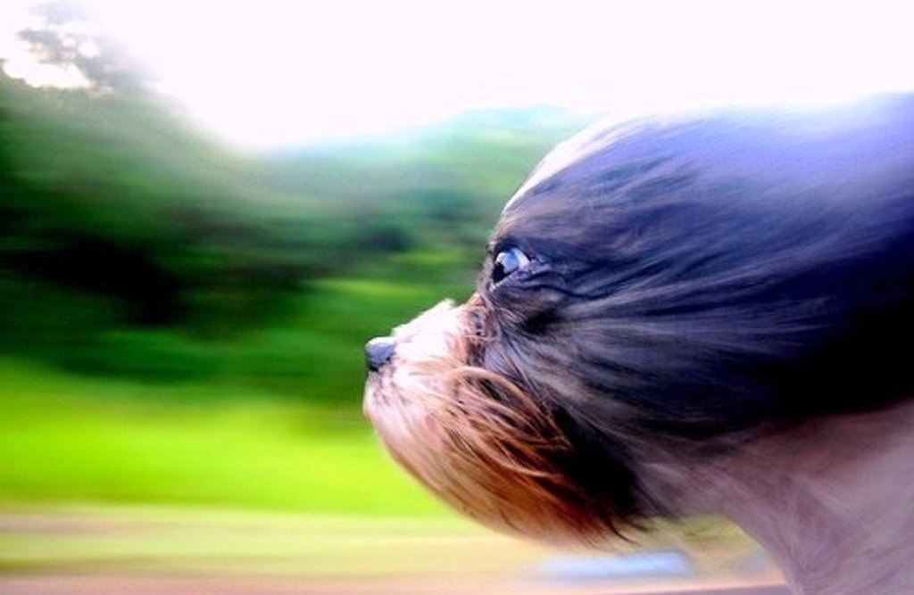 movement-blur-1,_flickr.