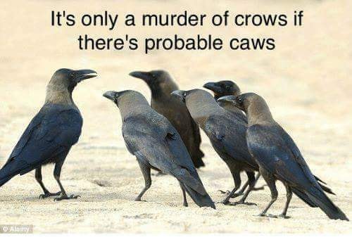 murderofcrows.