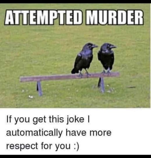 murderofcrows2.