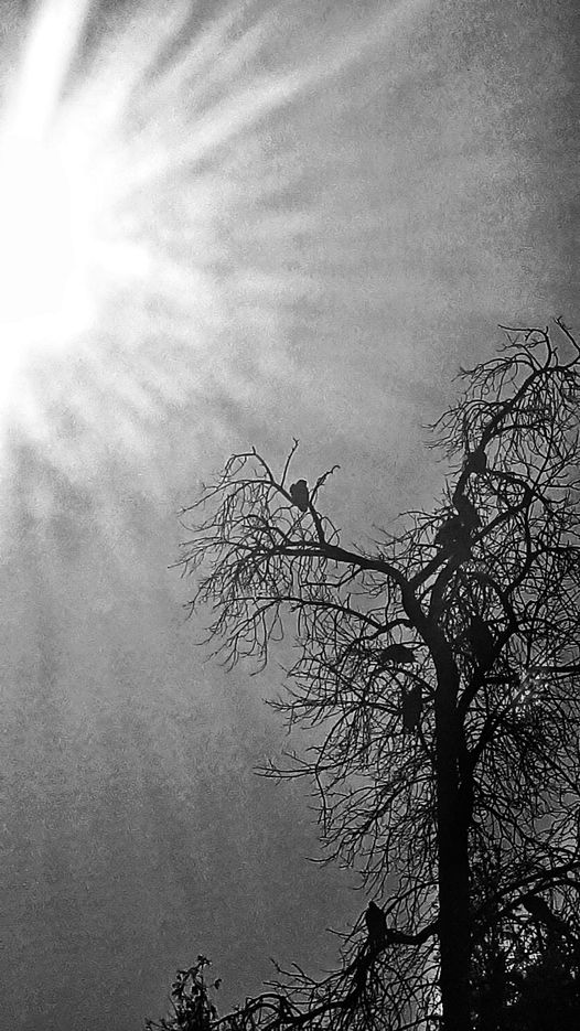 murderofcrowsRickPassafiume.