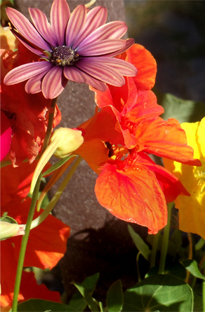 nasturtium-mix.