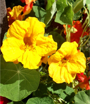 nasturtiums-sm.