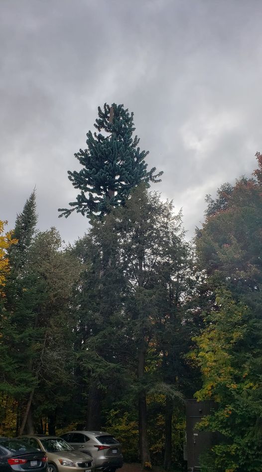 notatreeAlgonquinpark.