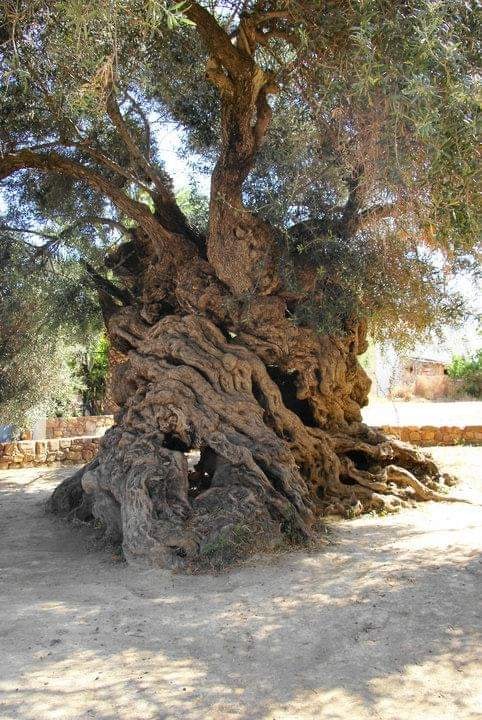 olivetree.