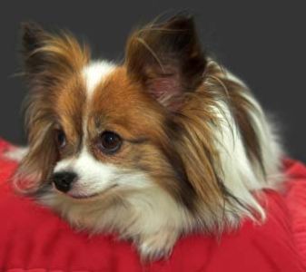 papillon.