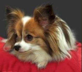 papillondog1.