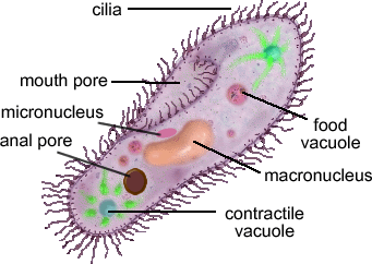 paramecium--5022-.18849.