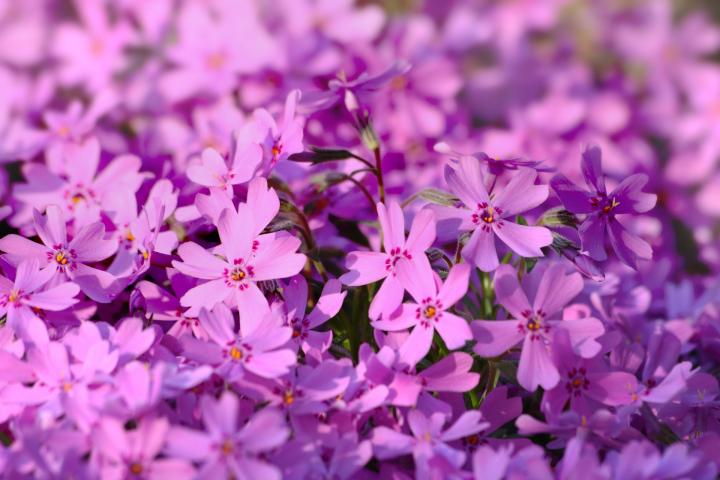 phlox-pink_full_width.