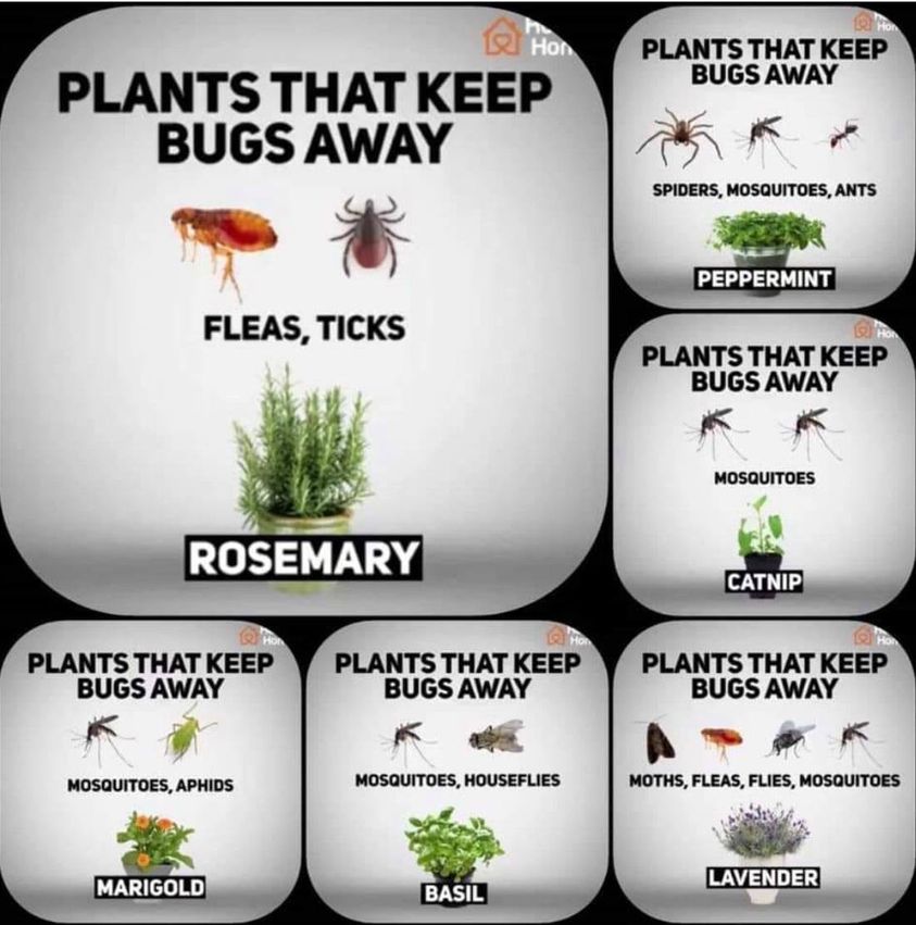 plantsbugsaway.