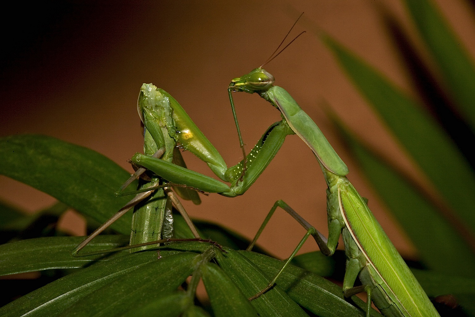 Praying_Mantis_Sexual_Cannibalism_European-37.