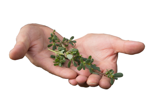 Purslane-cropped-hands-smll.