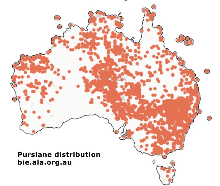 purslane-edible-weed-distribution-australia.