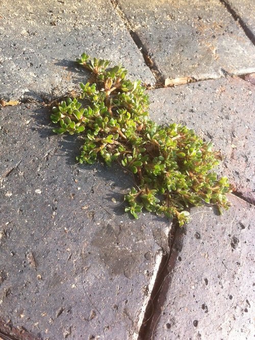 Purslane-edible-weed-forage-australia-eatweeds.