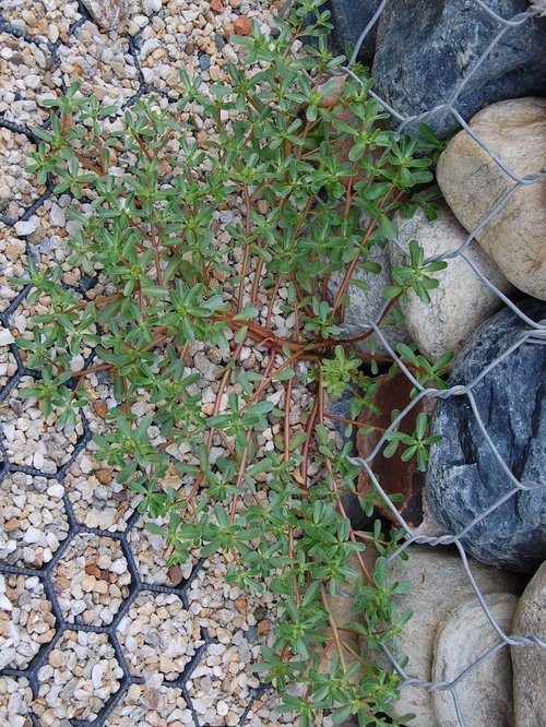 Purslane-edible-weed-forage-australia.