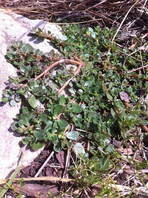 Purslane-edible-weed-forage-australia-wildfood.