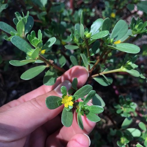 Purslane-flower+smll.