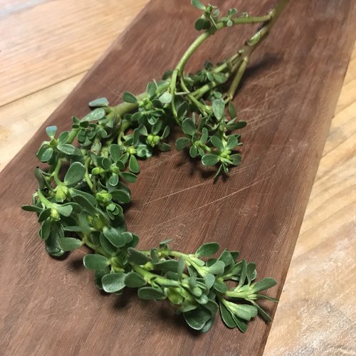 Purslane.