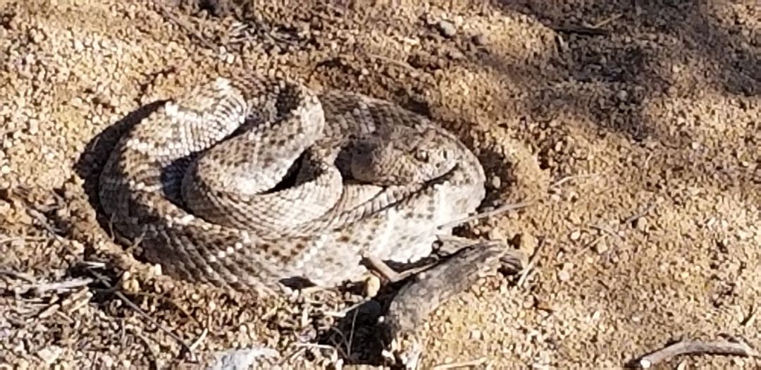 rattlesnake2.