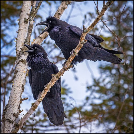 ravenduetDaleRoddick.