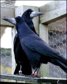 ravens.