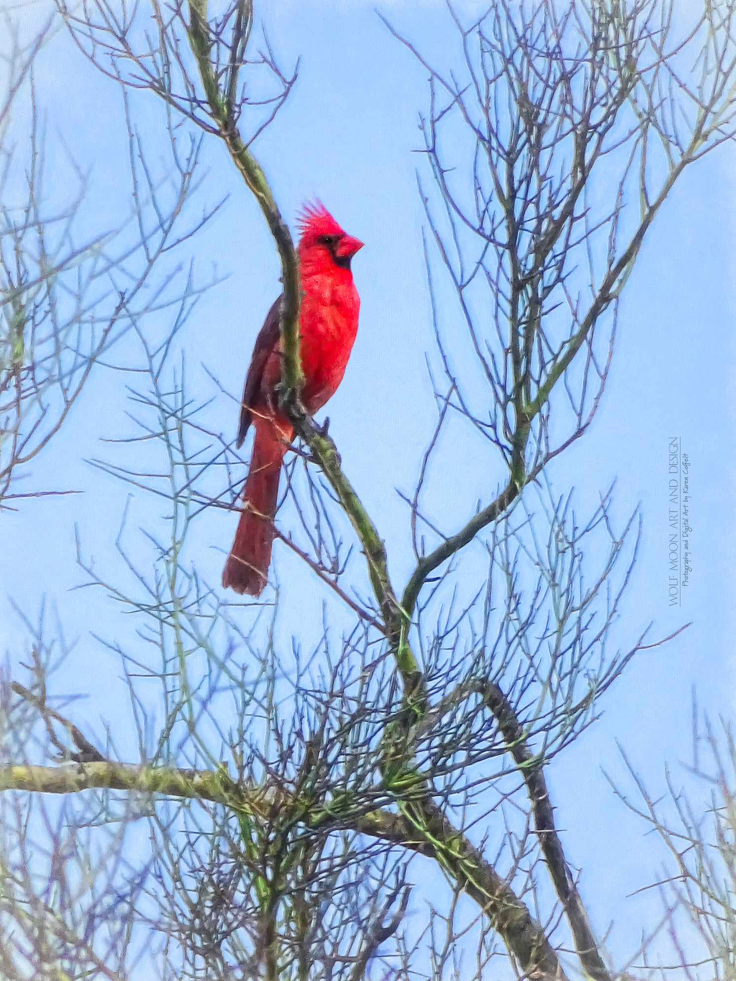 redcardKarenCoffelt4jul2021.