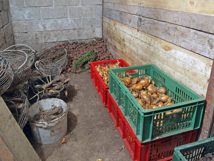 root-cellar-crops.