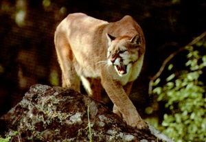 s_mountainlion.