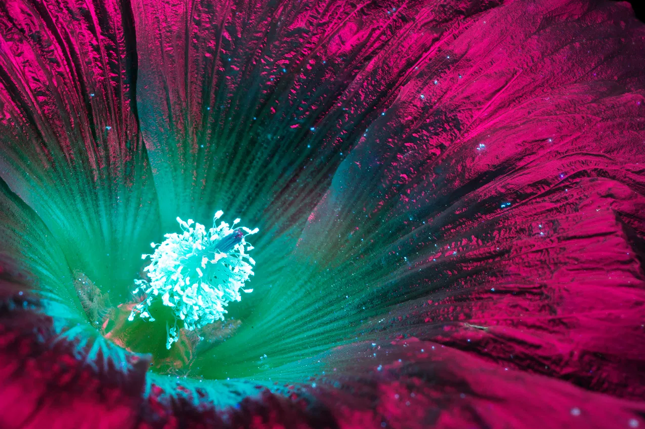 Screen-Shot-2020-11-19-at-11.35.10-AM.