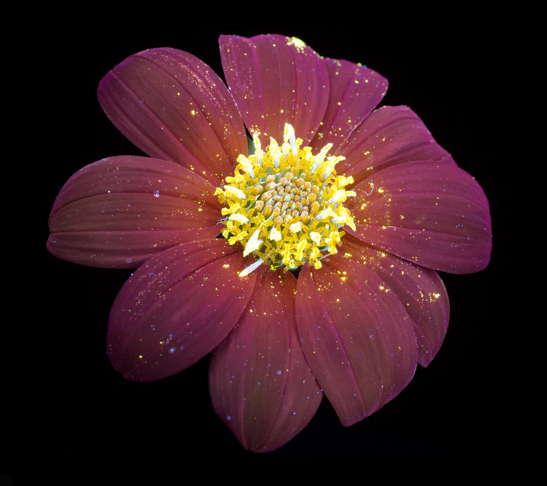 Screen-Shot-2020-11-19-at-11.39.43-AM.