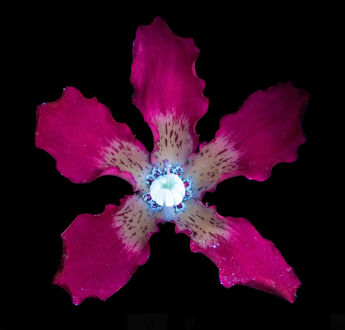 Screen-Shot-2020-11-19-at-11.41.49-AM.