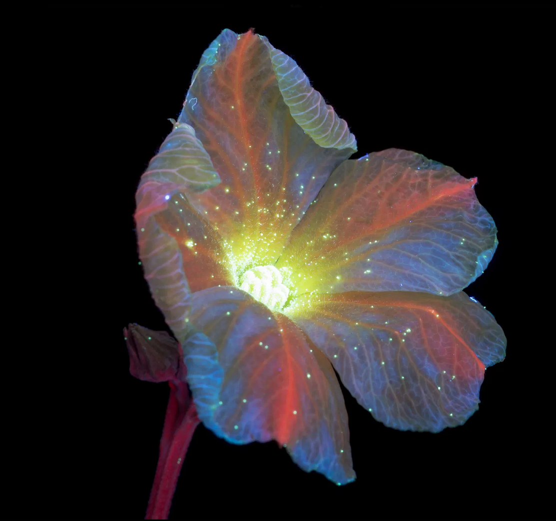 Screen-Shot-2020-11-19-at-11.42.45-AM.